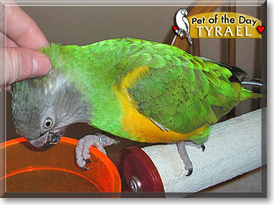 Tyrael, the Pet of the Day Tyrael, the Pet of the Day