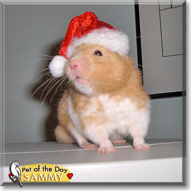 Sammy, the Pet of the Day