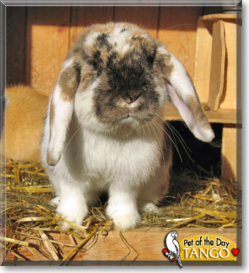 Tango, the Pet of the Day