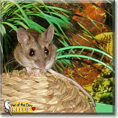 Kellie, the Pet of the Day