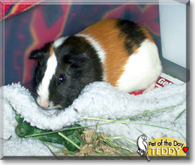 Teddy, the Pet of the Day Teddy, the Pet of the Day