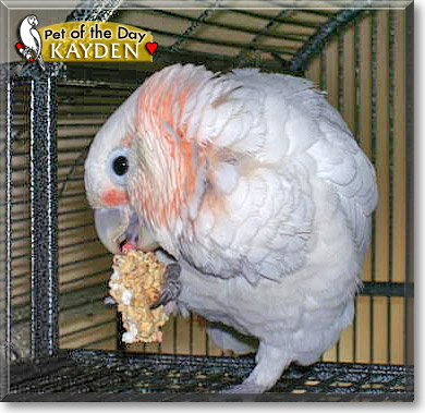 Kayden, the Pet of the Day