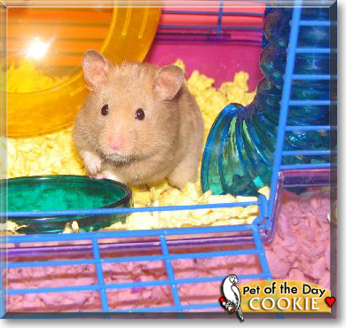 Cookie, the Pet of the Day