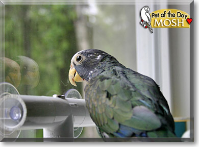 Mosh, the Pet of the Day Mosh, the Pet of the Day