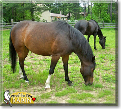 Rabin, the Pet of the Day