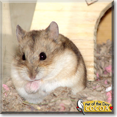 Cocoa, the Pet of the Day Cocoa, the Pet of the Day