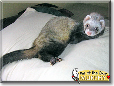 Murphy, the Pet of the Day