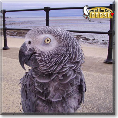 Pepsi, the Pet of the Day Pepsi, the Pet of the Day