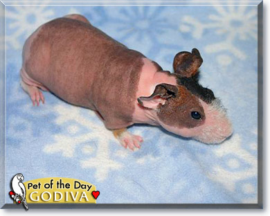 Godiva, the Pet of the Day