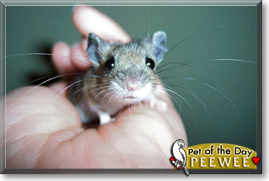 Peewee, the Pet of the Day Peewee, the Pet of the Day