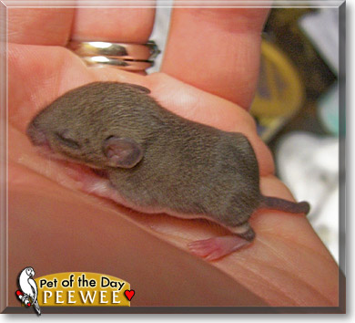 Peewee, the Pet of the Day