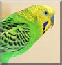 Baby the Parakeet