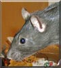 Bella the Hooded Rat