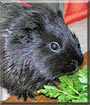 Margot the Guinea Pig