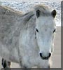 Ellie the Shetland pony