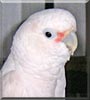 Maxamillion the Goffin Cockatoo