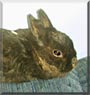 Whiskers the Netherland Dwarf