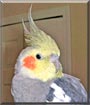 Gilbert the Cockatiel