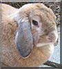 Dante the Holland Lop