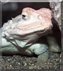Eddie the Agama