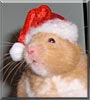 Sammy the Hamster