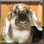 Tango the Lop Rabbit