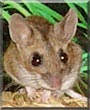 Kellie the Deer Mouse