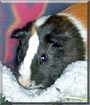 Teddy the Guinea Pig