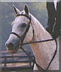Frosty the Thoroughbred Horse