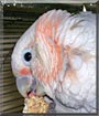 Kayden the Goffin's Cockatoo