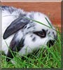 Smudge the Dwarf Lop Rabbit