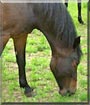 Rabin the Welsh Pony