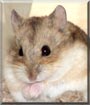Cocoa the Russian Campbells