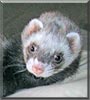 Murphy the Ferret