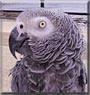Pepsi the African Grey