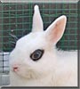 Prilein the Dwarf Hotot Rabbit
