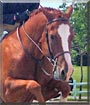Arnie the Quarterhorse