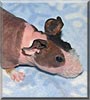 Godiva the Hairless Guinea Pig