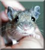 Peewee the Deer Mouse