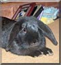 Sooty the Dwarf Lop Rabbit