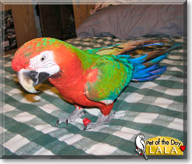 Lala, the Pet of the Day Lala, the Pet of the Day