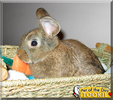 Tookie, the Pet of the Day Tookie, the Pet of the Day
