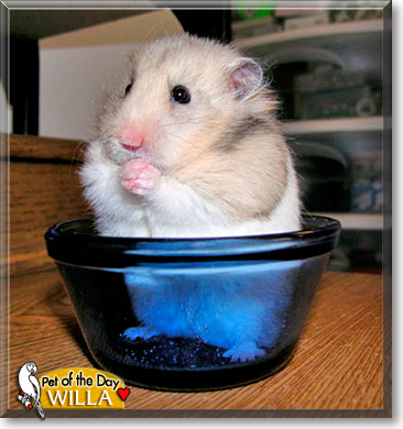 Willa, the Pet of the Day Willa, the Pet of the Day