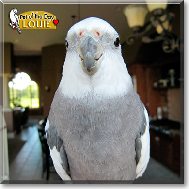 Louie, the Pet of the Day Louie, the Pet of the Day