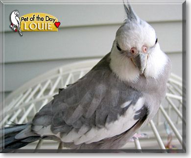 Louie, the Pet of the Day