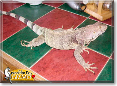 Gizmo, the Pet of the Day Gizmo, the Pet of the Day