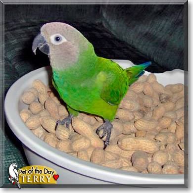 Terry, the Pet of the Day Terry, the Pet of the Day