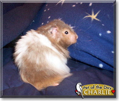 Charlie, the Pet of the Day Charlie, the Pet of the Day