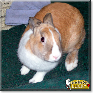 Lucky, the Pet of the Day