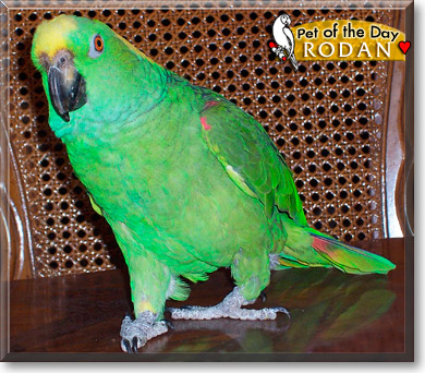 Rodan, the Pet of the Day Rodan, the Pet of the Day